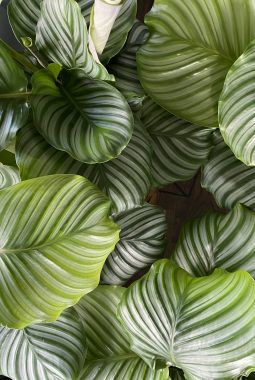 Calathea orbifolia Calathea orbifolia